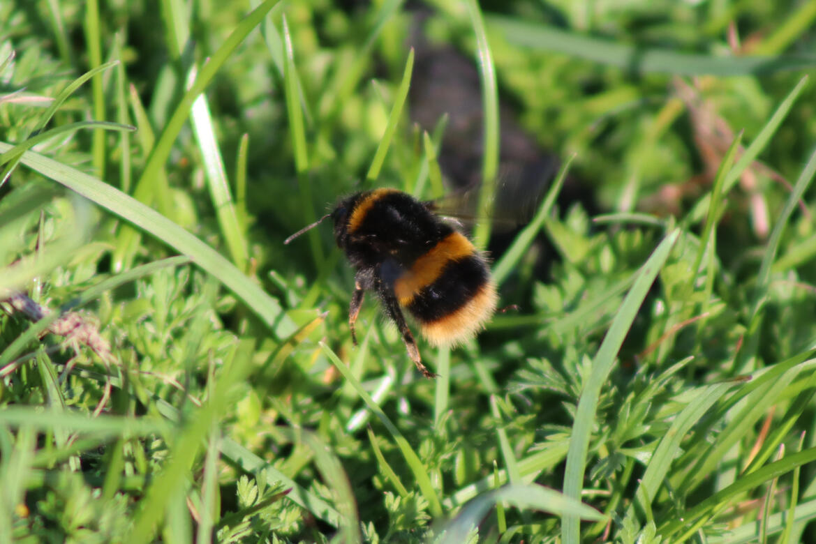 Deeping Lakes Nature Reserve