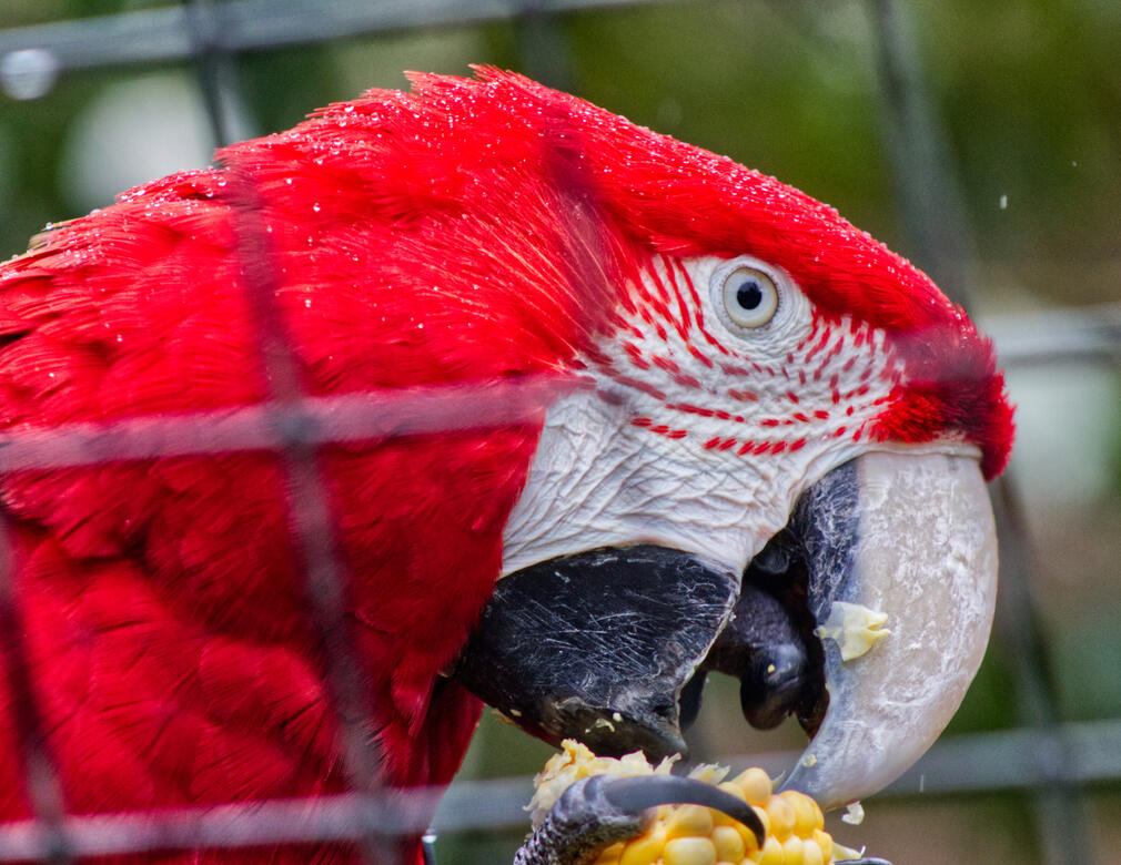 London Zoo