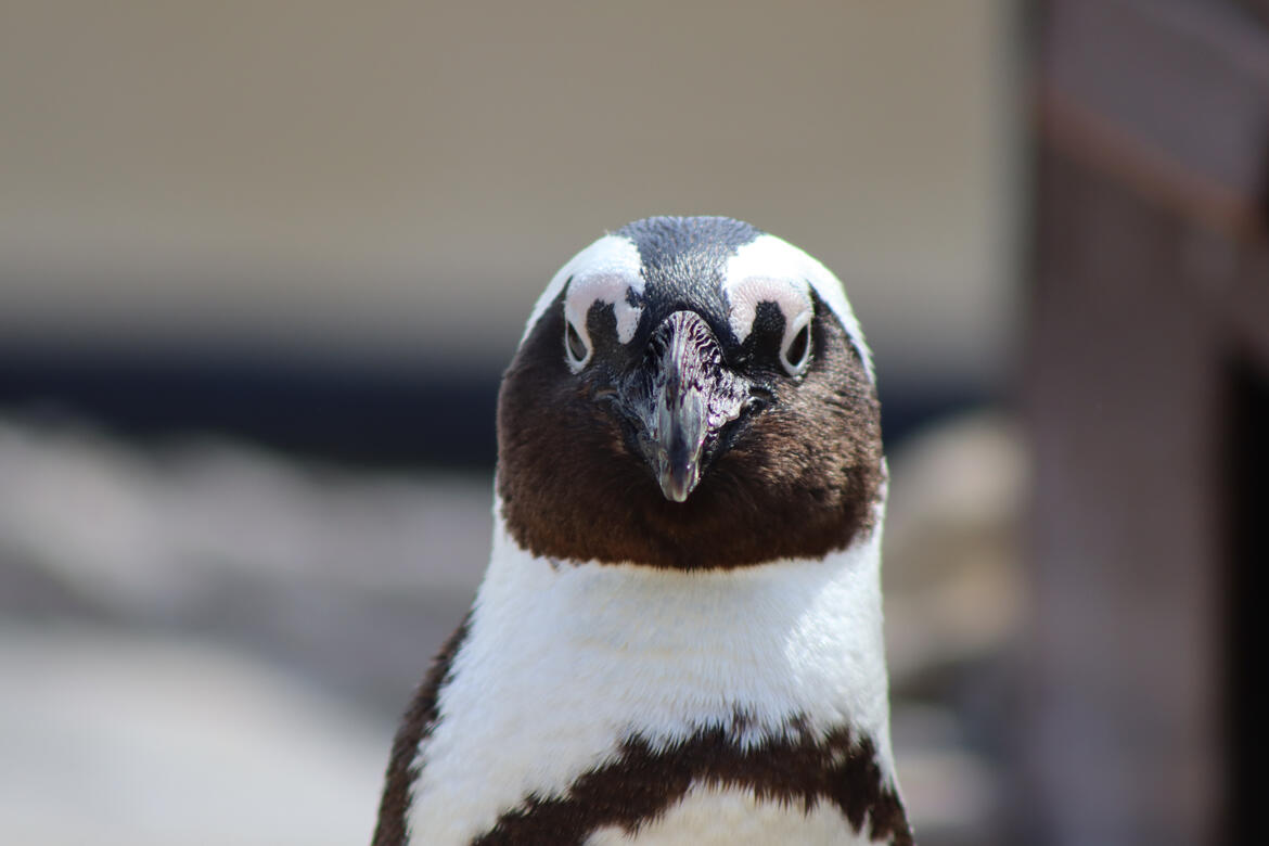 Natureland Seal Sanctuary, Skegness