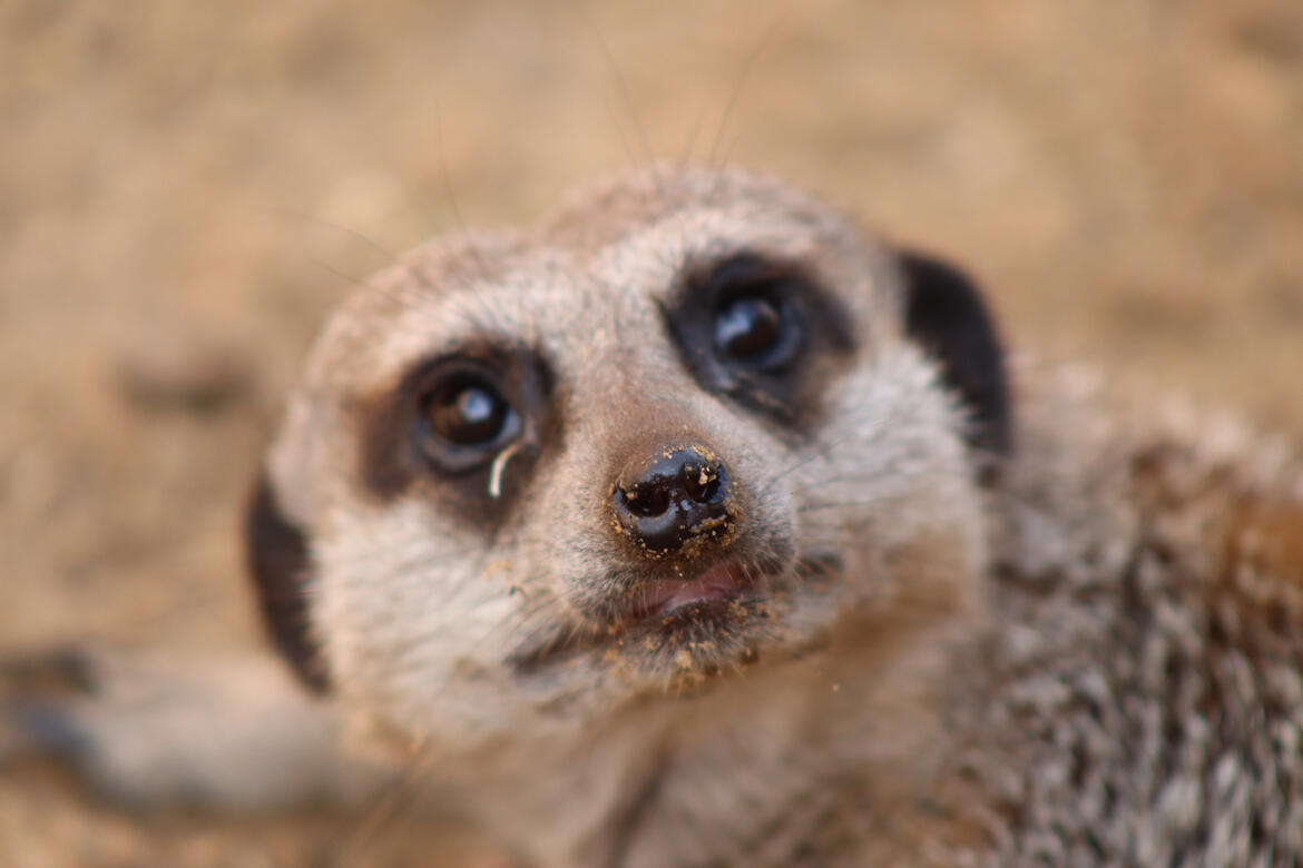 Natureland Seal Sanctuary, Skegness
