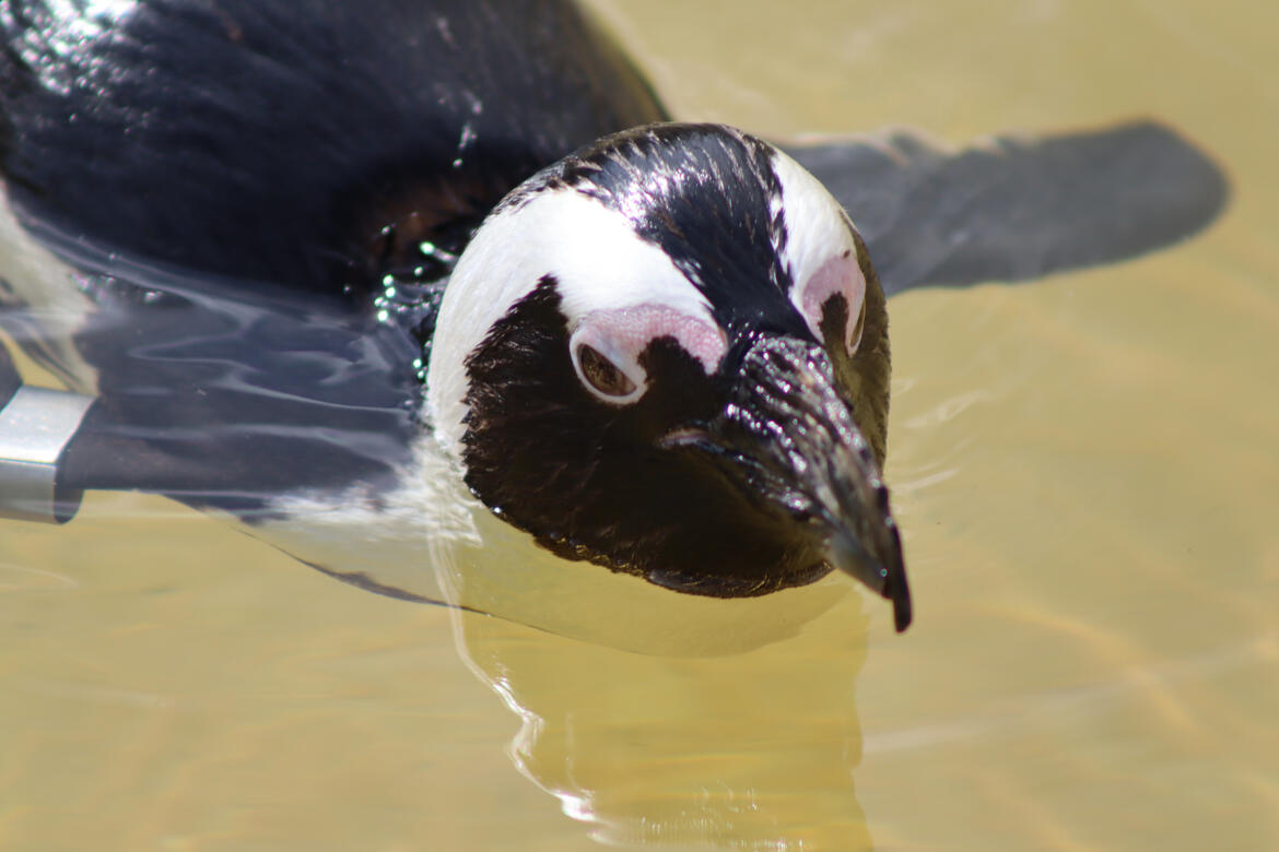 Natureland Seal Sanctuary, Skegness