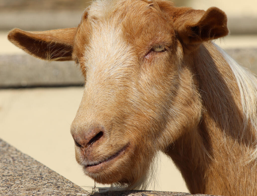 Natureland Seal Sanctuary, Skegness