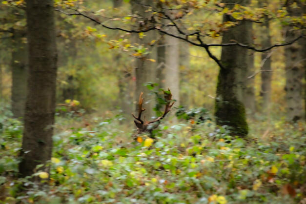 Bourne Woods