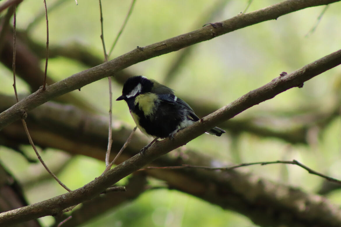 Wellhead Park, Bourne