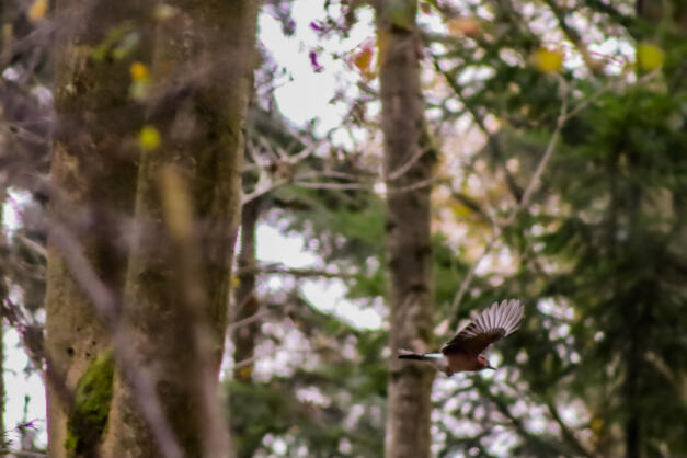 Bourne Woods