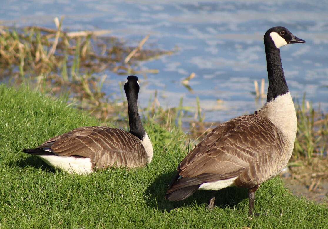 Deeping Lakes Nature Reserve