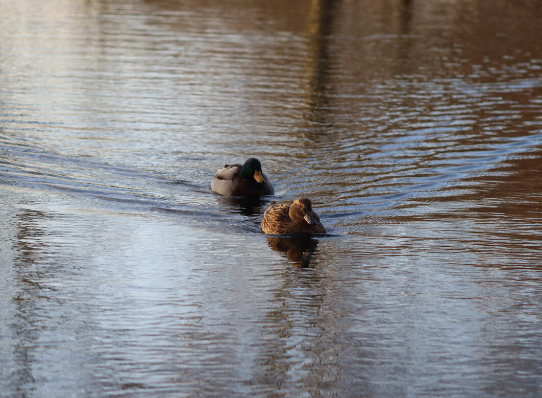 Wellhead Park, Bourne