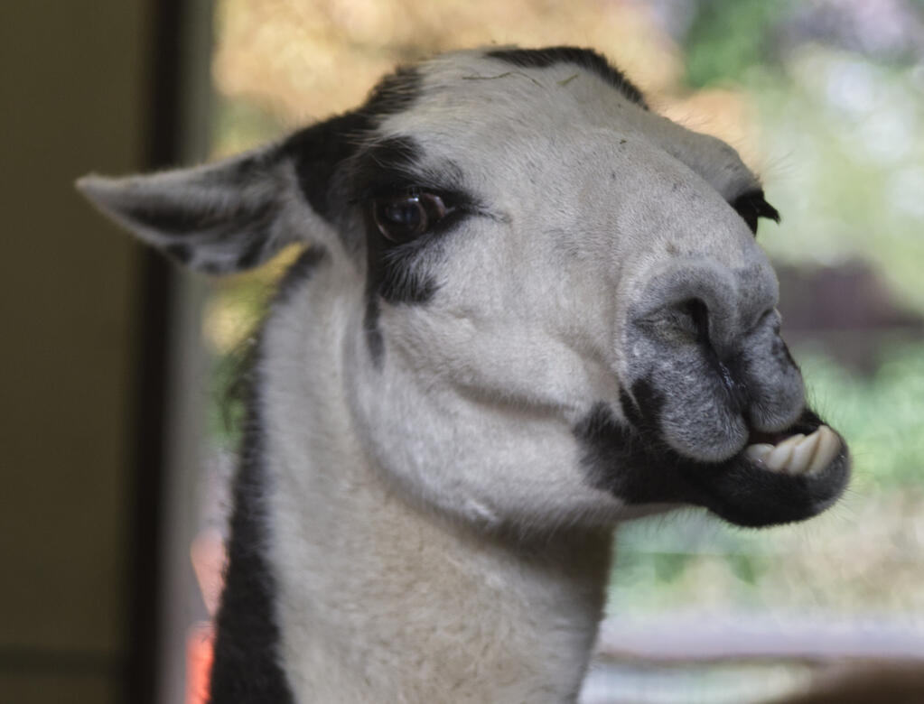 London Zoo