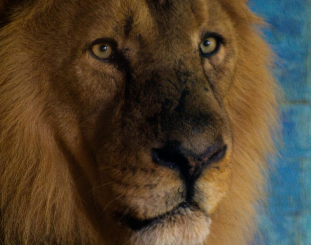 London Zoo