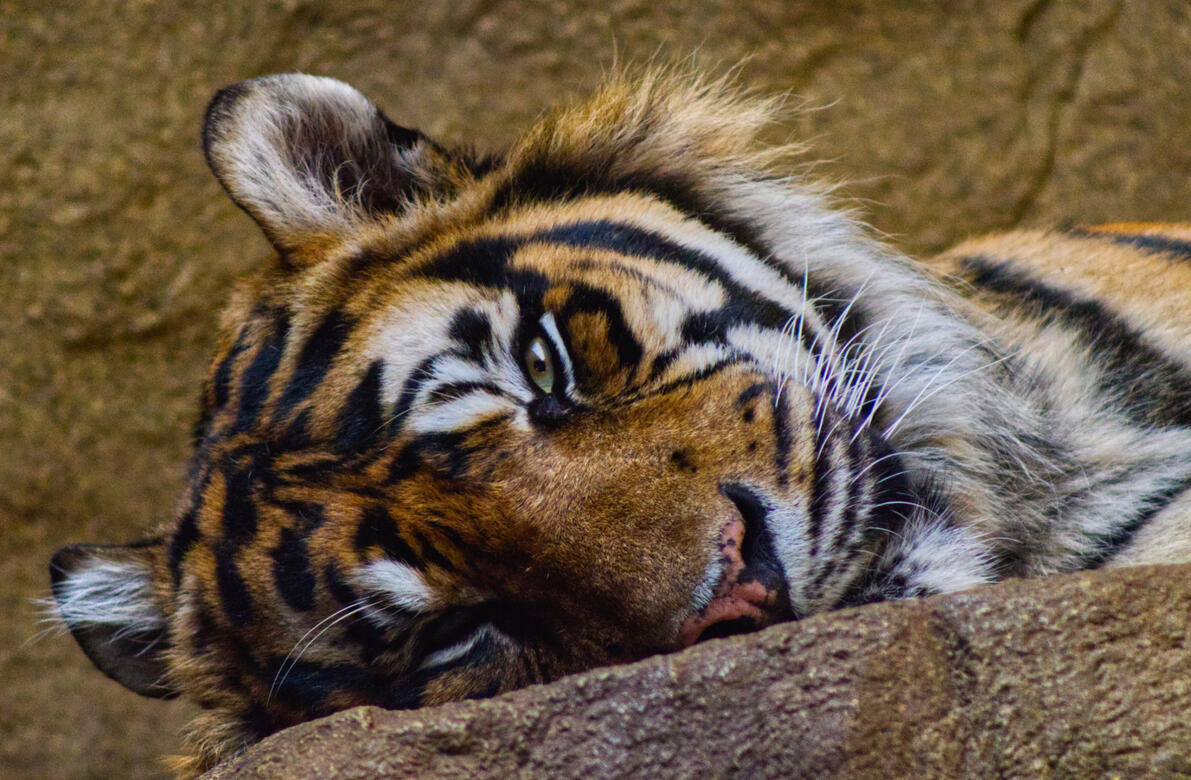 London Zoo