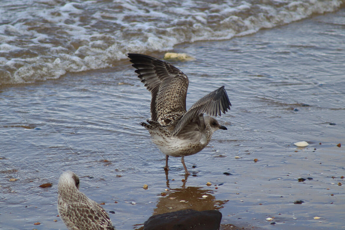 Hunstanton