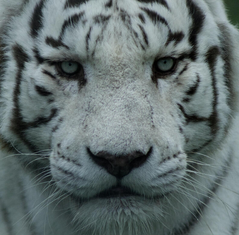 Hamerton Zoo