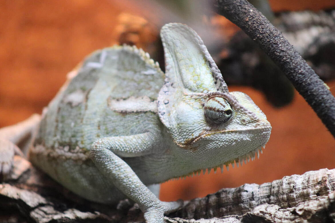 Natureland Seal Sanctuary, Skegness