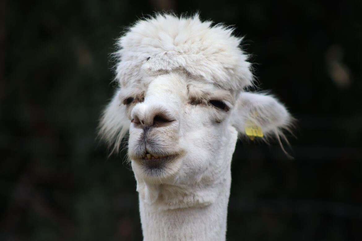 Natureland Seal Sanctuary, Skegness