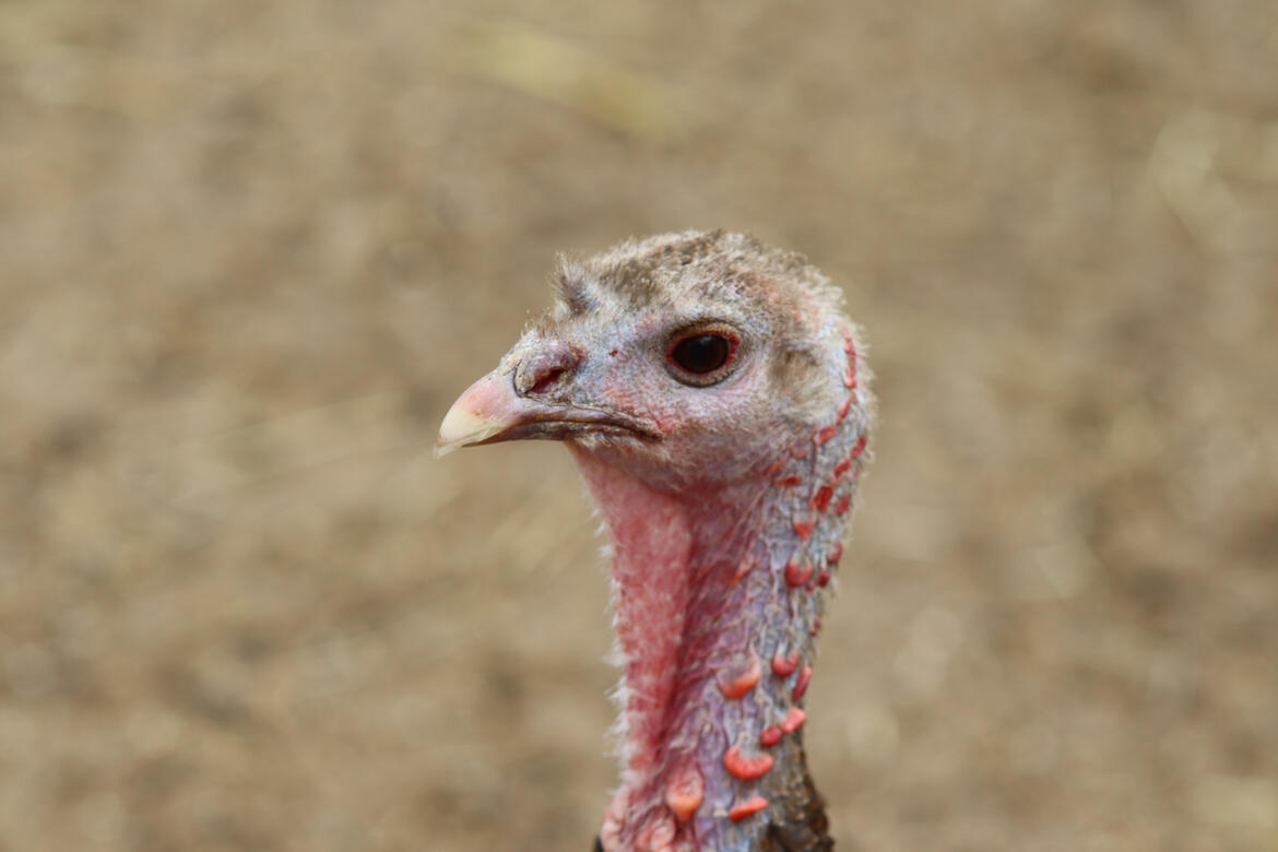 Natureland Seal Sanctuary, Skegness