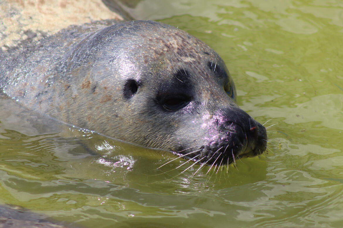 Natureland Seal Sanctuary, Skegness