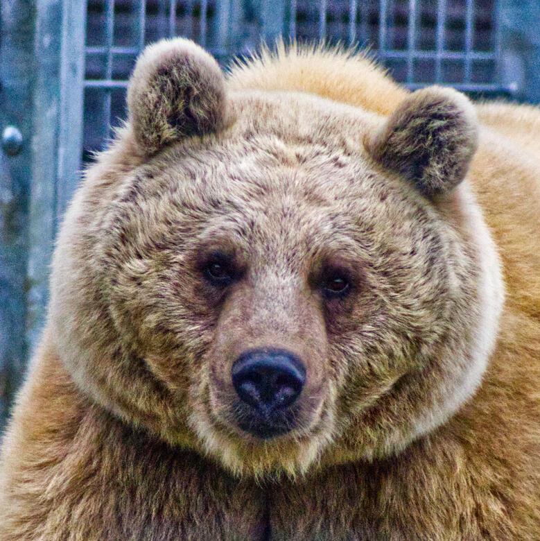 Hamerton Zoo