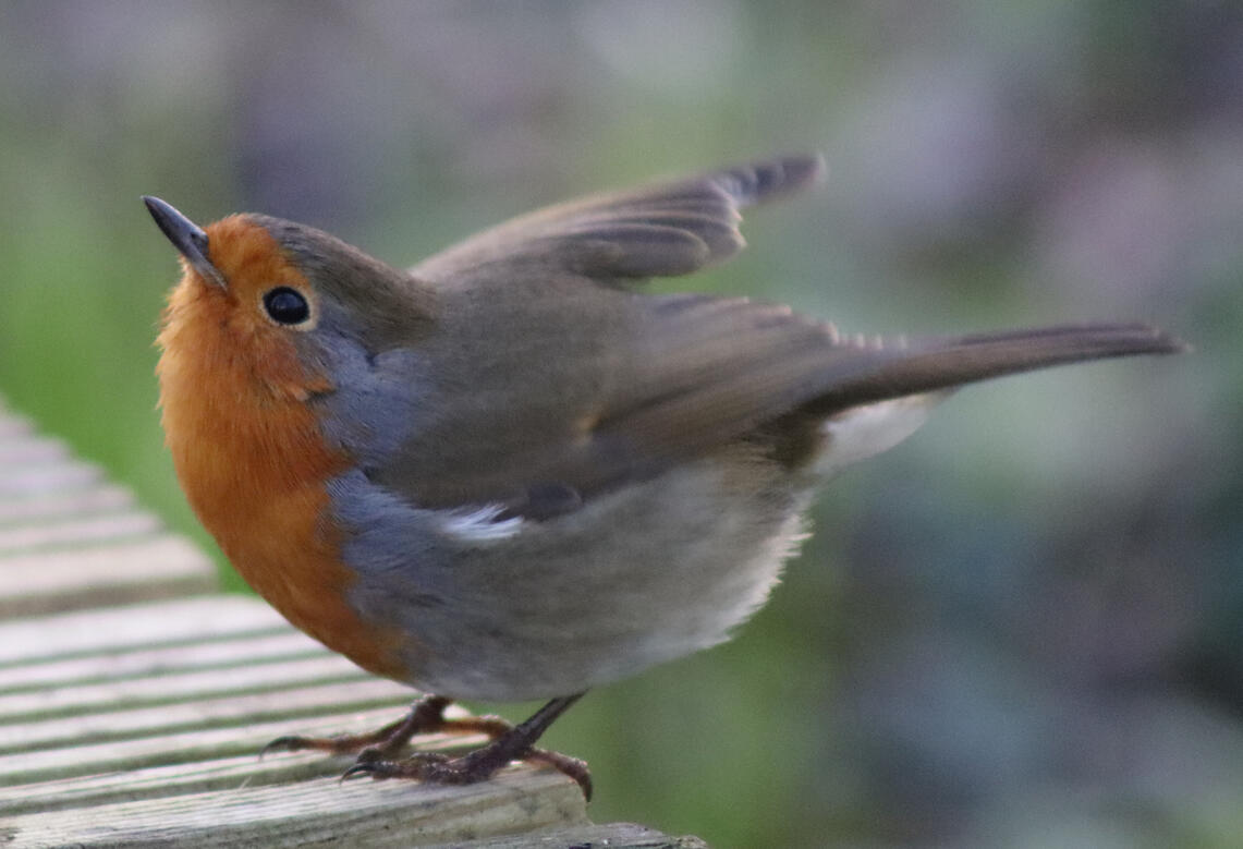 Wellhead Park, Bourne