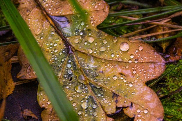 Photography Close-Up