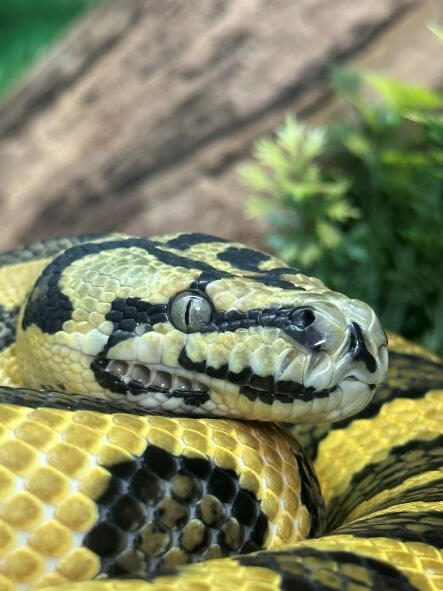 Snake