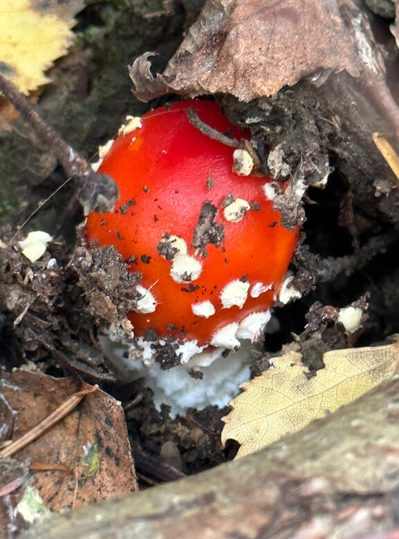 Bourne Woods