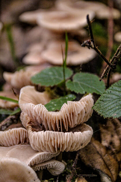Bourne Woods