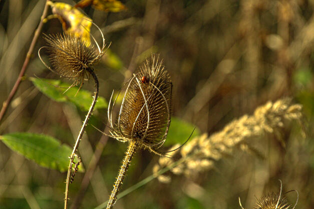 Bourne Woods