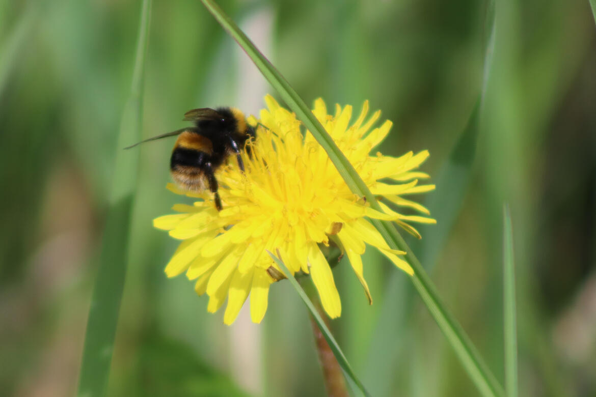 Wherrys Spinney, Bourne
