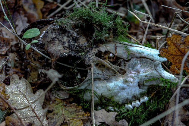 Bourne Woods