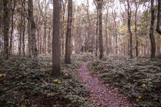 Bourne Woods
