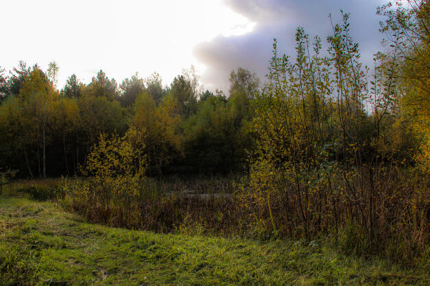Bourne Woods