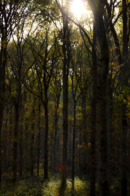 Bourne Woods