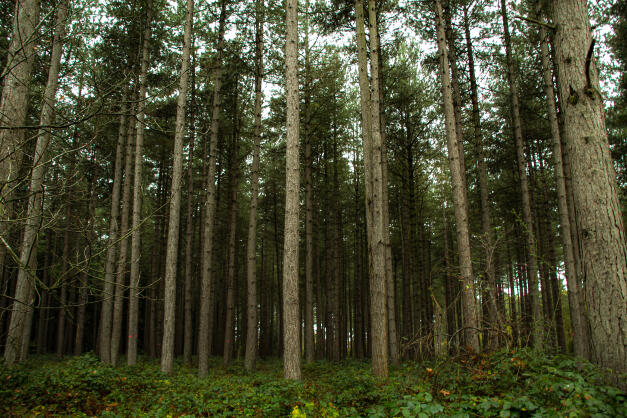 Bourne Woods