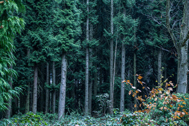 Bourne Woods