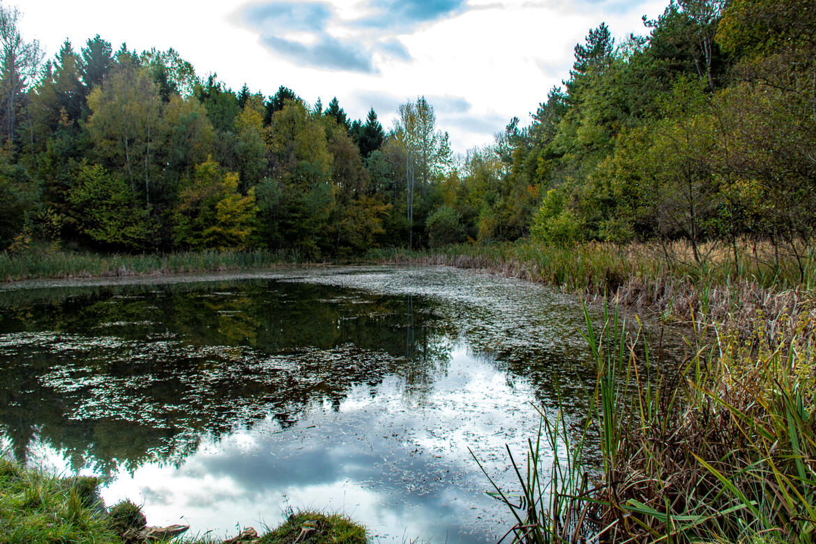 Bourne Woods