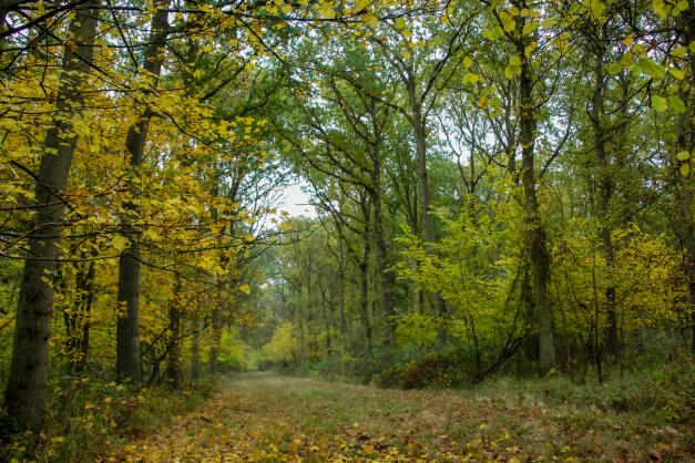 Bourne Woods