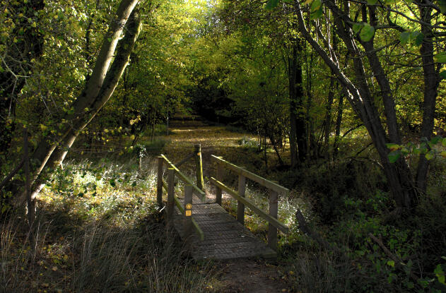 Bourne Woods