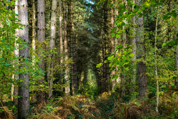 Bourne Woods