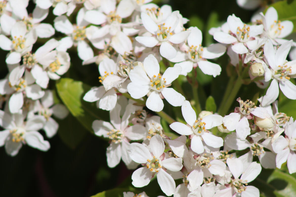Wellhead Park, Bourne