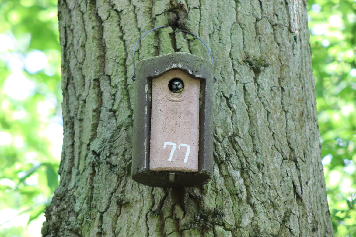 Bourne Woods