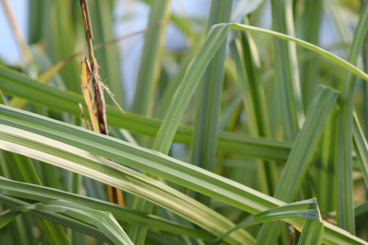 Wellhead Park, Bourne