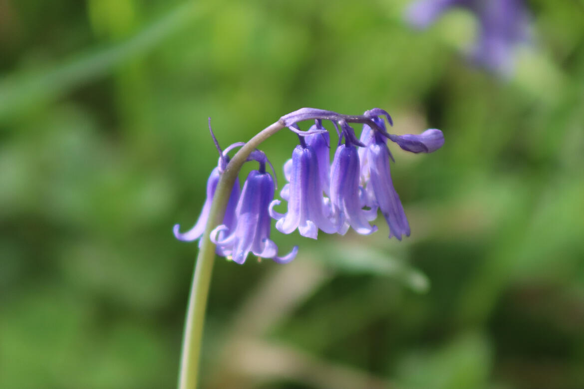 Bourne Woods