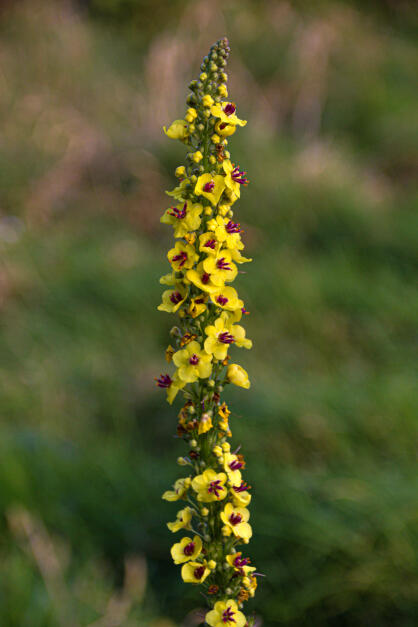 Bourne Community Orchard