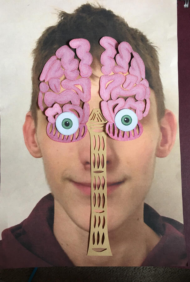 Ref. Image - Papercut of Organs